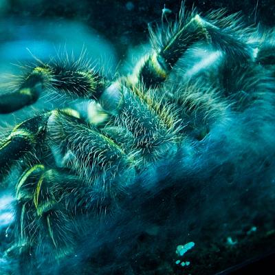 Along Came The Spider