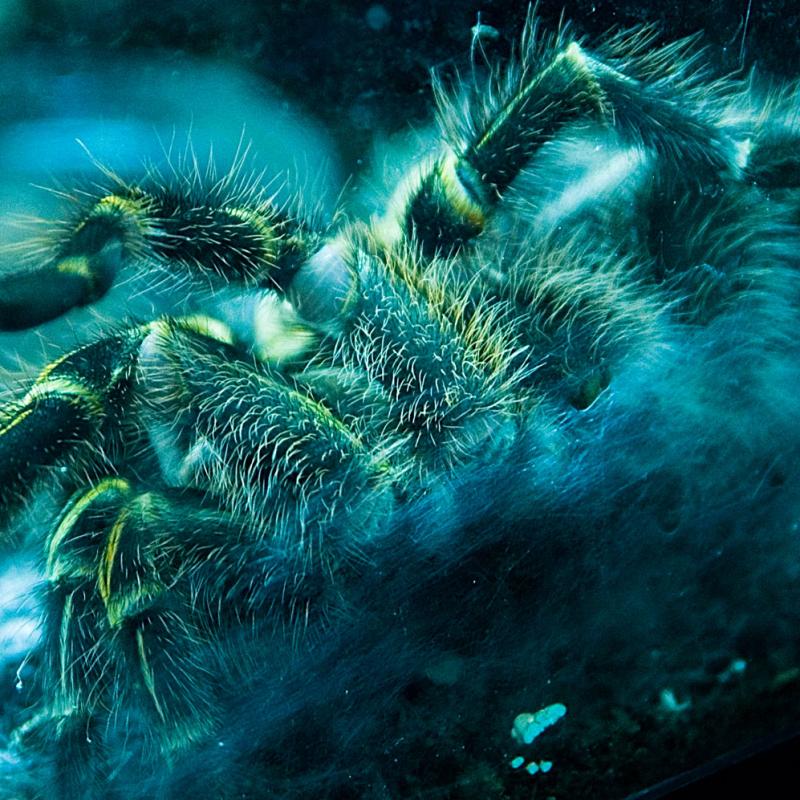 Along Came The Spider